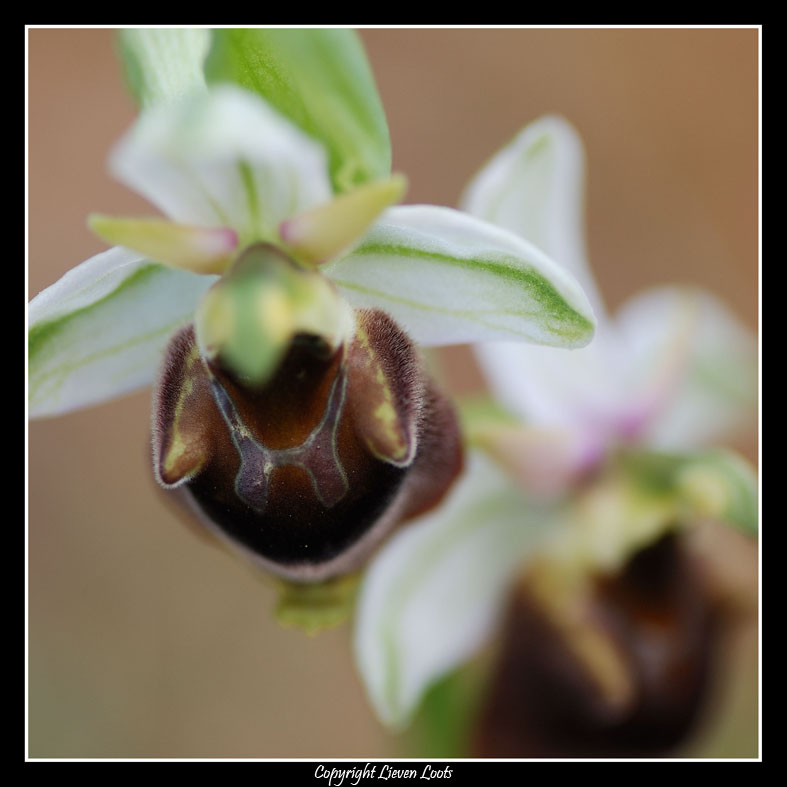 la solita ignota ... ophrys